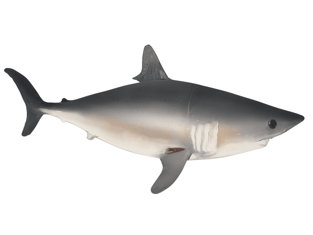 Porbeagle Shark